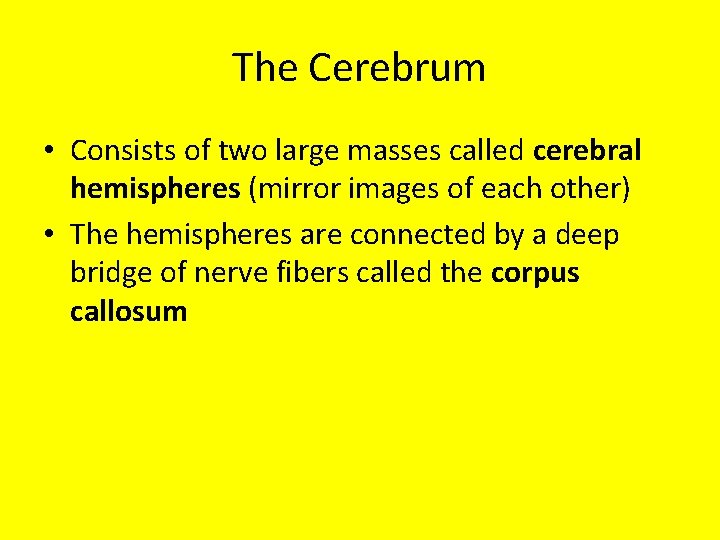 The Cerebrum • Consists of two large masses called cerebral hemispheres (mirror images of