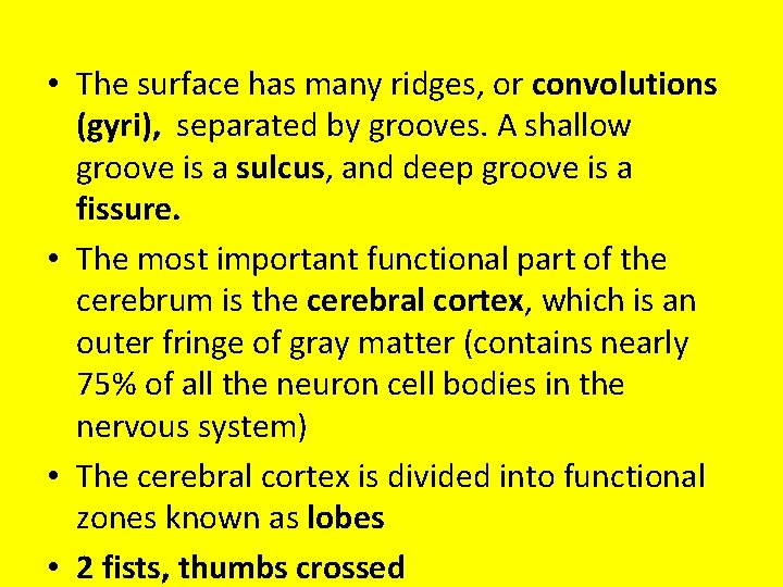  • The surface has many ridges, or convolutions (gyri), separated by grooves. A