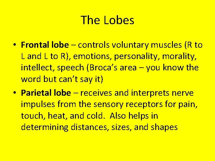 The Lobes • Frontal lobe – controls voluntary muscles (R to L and L