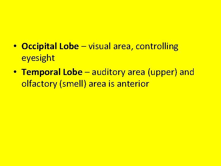  • Occipital Lobe – visual area, controlling eyesight • Temporal Lobe – auditory