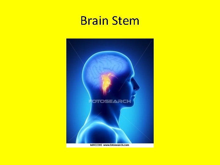 Brain Stem 