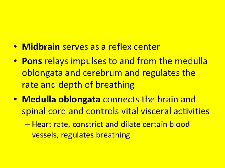  • Midbrain serves as a reflex center • Pons relays impulses to and