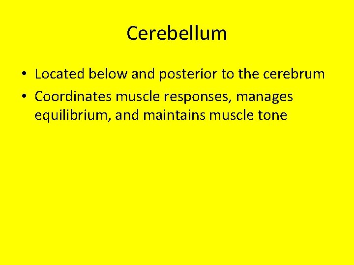 Cerebellum • Located below and posterior to the cerebrum • Coordinates muscle responses, manages