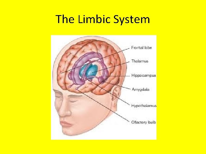 The Limbic System 