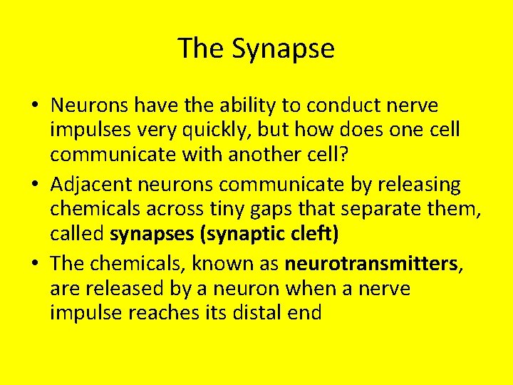 The Synapse • Neurons have the ability to conduct nerve impulses very quickly, but