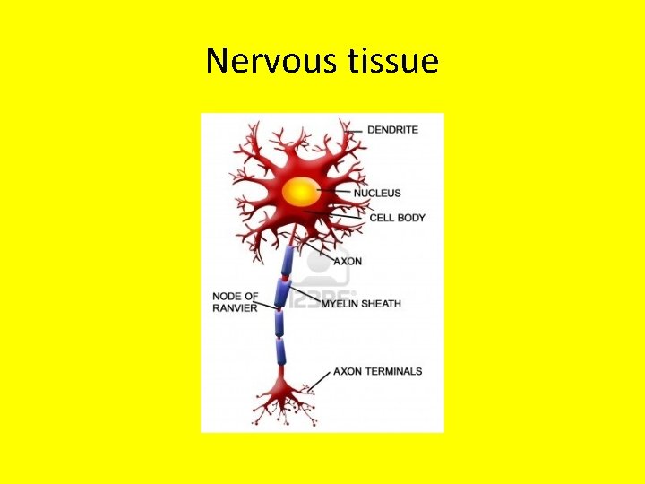 Nervous tissue 