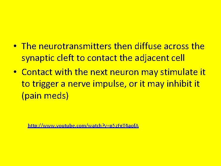  • The neurotransmitters then diffuse across the synaptic cleft to contact the adjacent