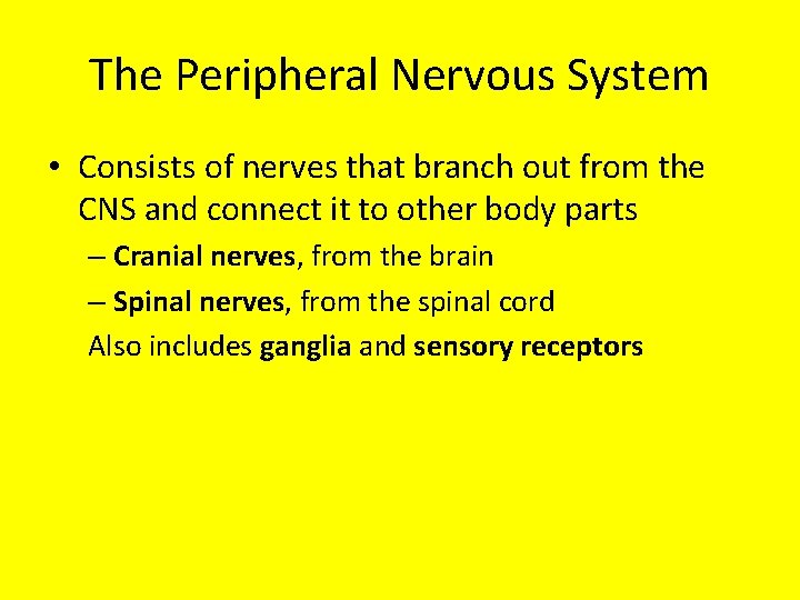 The Peripheral Nervous System • Consists of nerves that branch out from the CNS