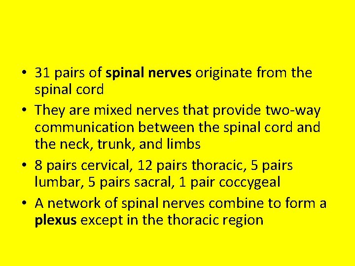  • 31 pairs of spinal nerves originate from the spinal cord • They