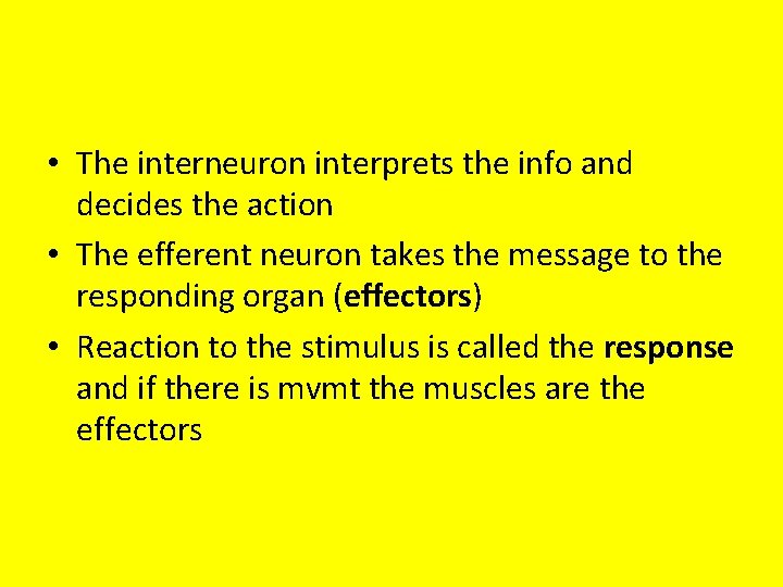  • The interneuron interprets the info and decides the action • The efferent