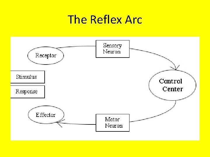 The Reflex Arc 