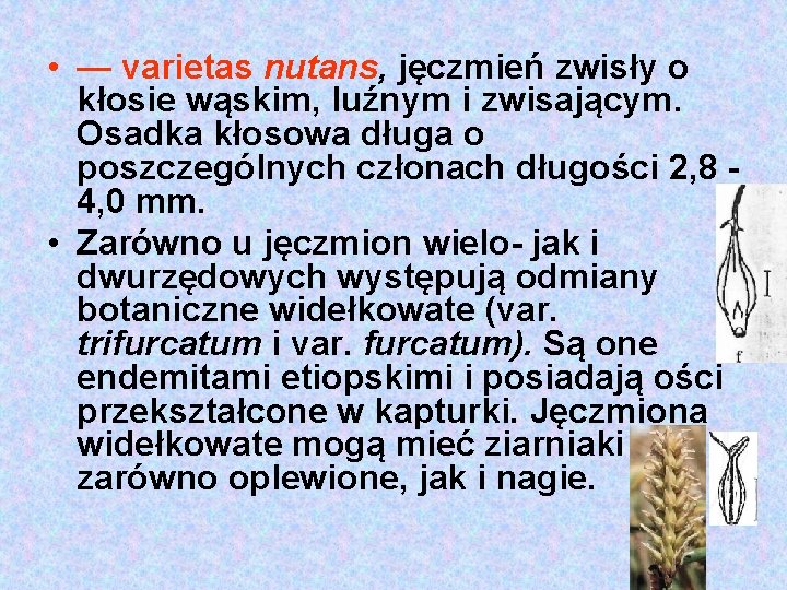  • — varietas nutans, jęczmień zwisły o kłosie wąskim, luźnym i zwisającym. Osadka