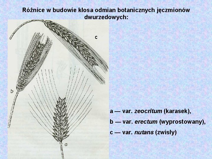 Różnice w budowie kłosa odmian botanicznych jęczmionów dwurzędowych: c a — var. zeocritum (karasek),