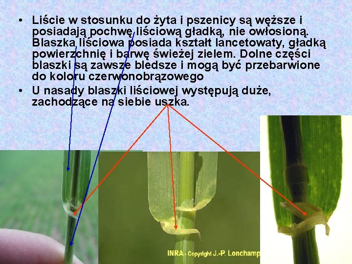  • Liście w stosunku do żyta i pszenicy są węższe i posiadają pochwę