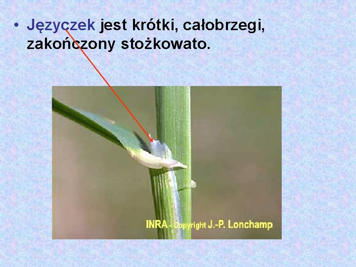  • Języczek jest krótki, całobrzegi, zakończony stożkowato. 