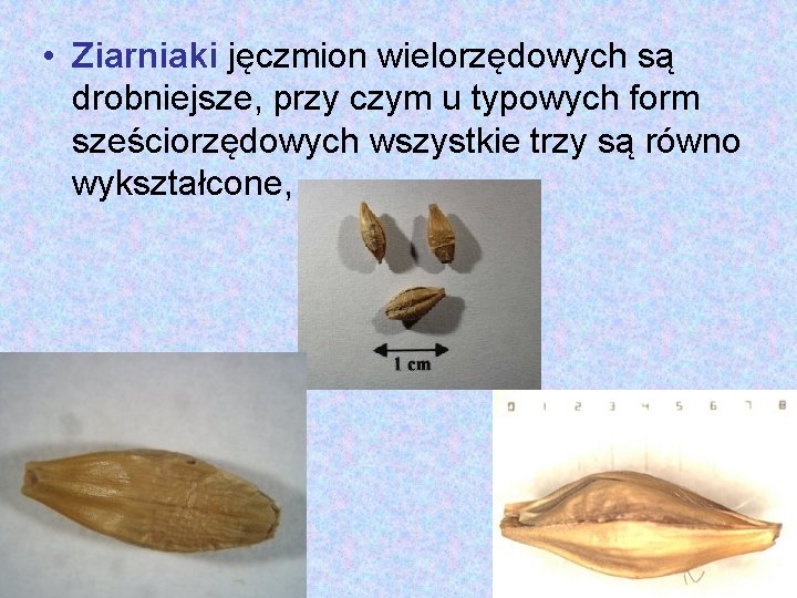  • Ziarniaki jęczmion wielorzędowych są drobniejsze, przy czym u typowych form sześciorzędowych wszystkie