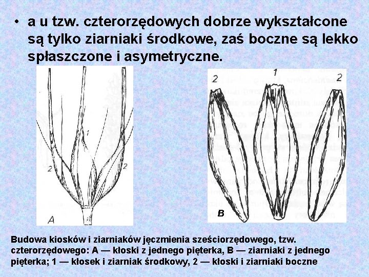  • a u tzw. czterorzędowych dobrze wykształcone są tylko ziarniaki środkowe, zaś boczne