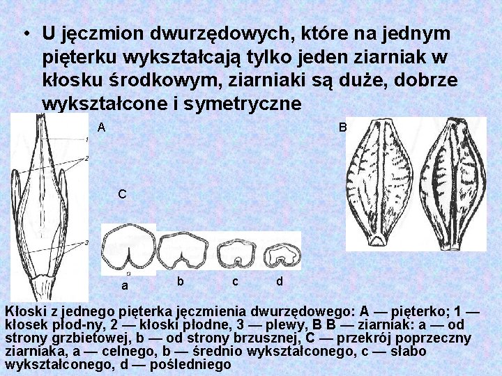  • U jęczmion dwurzędowych, które na jednym pięterku wykształcają tylko jeden ziarniak w