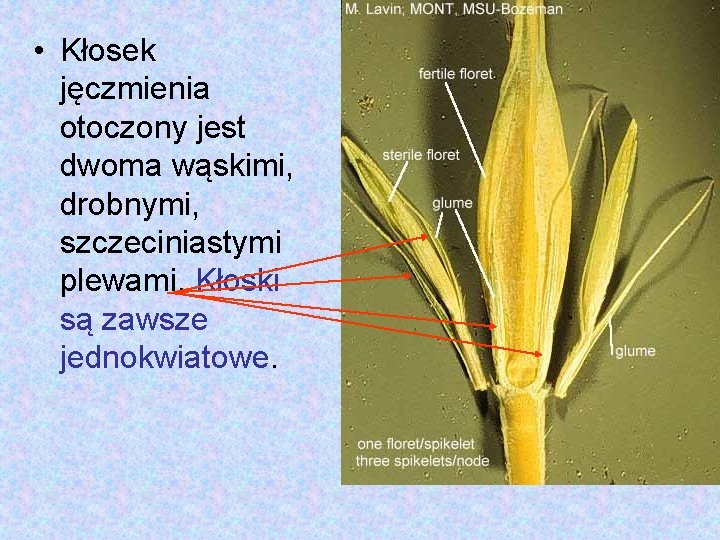  • Kłosek jęczmienia otoczony jest dwoma wąskimi, drobnymi, szczeciniastymi plewami. Kłoski są zawsze