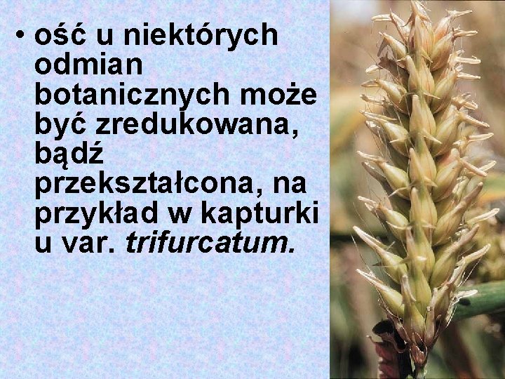  • ość u niektórych odmian botanicznych może być zredukowana, bądź przekształcona, na przykład