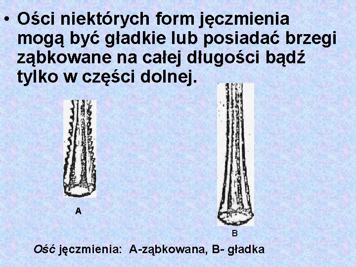  • Ości niektórych form jęczmienia mogą być gładkie lub posiadać brzegi ząbkowane na