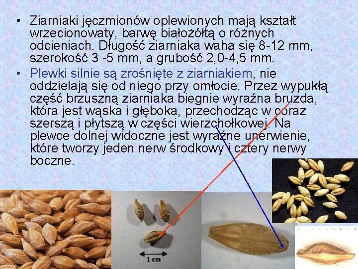  • Ziarniaki jęczmionów oplewionych mają kształt wrzecionowaty, barwę białożółtą o różnych odcieniach. Długość