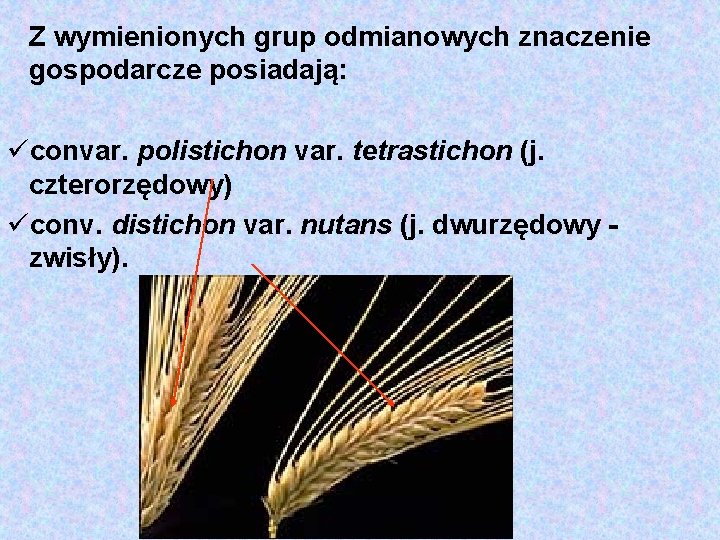 Z wymienionych grup odmianowych znaczenie gospodarcze posiadają: üconvar. polistichon var. tetrastichon (j. czterorzędowy) üconv.