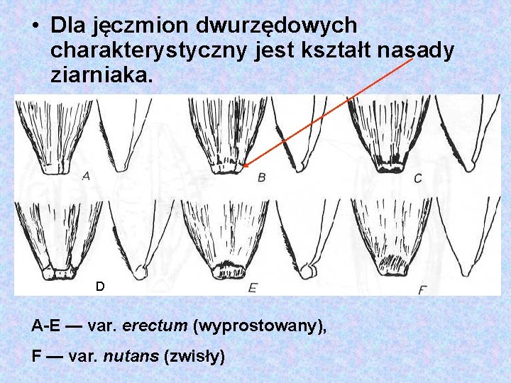  • Dla jęczmion dwurzędowych charakterystyczny jest kształt nasady ziarniaka. D A E —