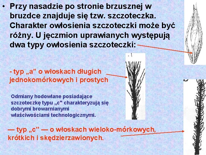  • Przy nasadzie po stronie brzusznej w bruzdce znajduje się tzw. szczoteczka. Charakter