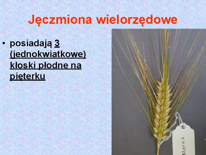 Jęczmiona wielorzędowe • posiadają 3 (jednokwiatkowe) kłoski płodne na pięterku 