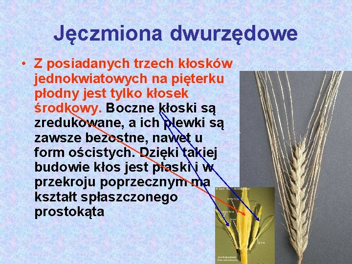 Jęczmiona dwurzędowe • Z posiadanych trzech kłosków jednokwiatowych na pięterku płodny jest tylko kłosek
