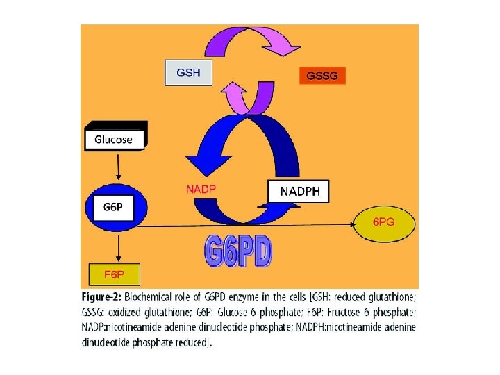 Glucose6 Phosphate Dehydrogenase Deficiency Glucose6 phosphate ...