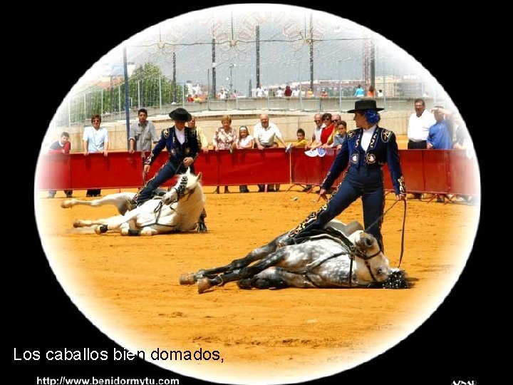 Los caballos bien domados, 