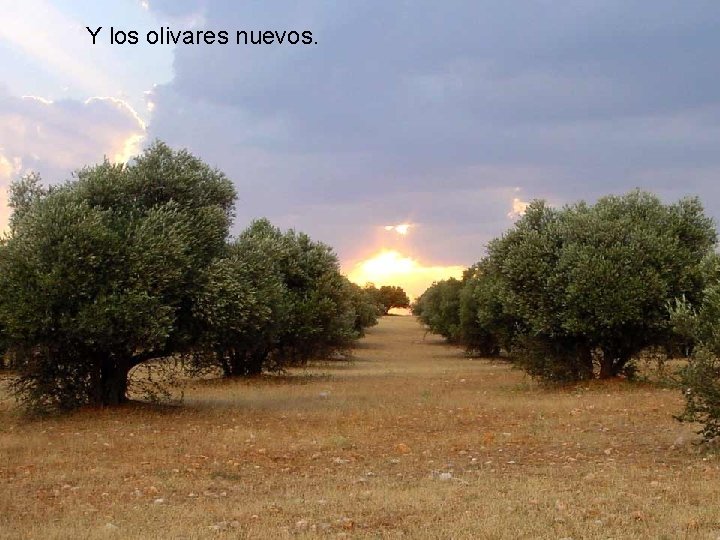 Y los olivares nuevos. 