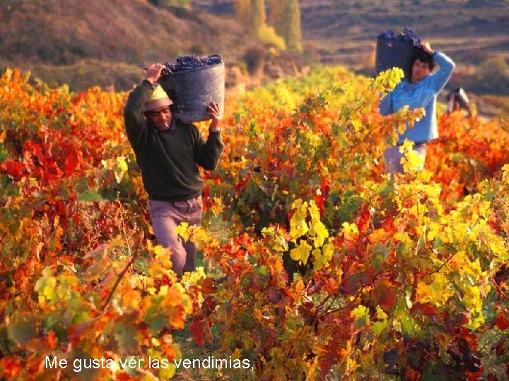 Me gusta ver las vendimias, 