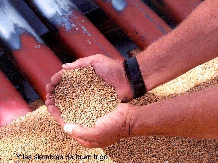 Y las siembras de buen trigo. 