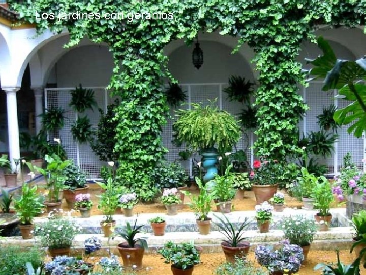 Los jardines con geranios, 