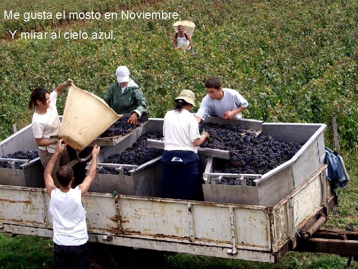 Me gusta el mosto en Noviembre, Y mirar al cielo azul. 