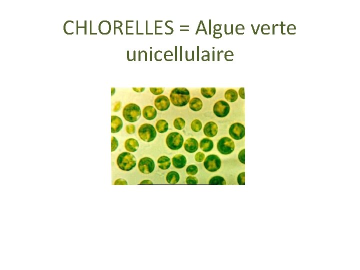 CHLORELLES = Algue verte unicellulaire 