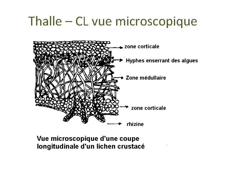 Thalle – CL vue microscopique 