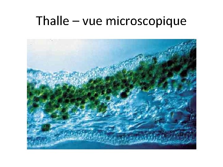 Thalle – vue microscopique 