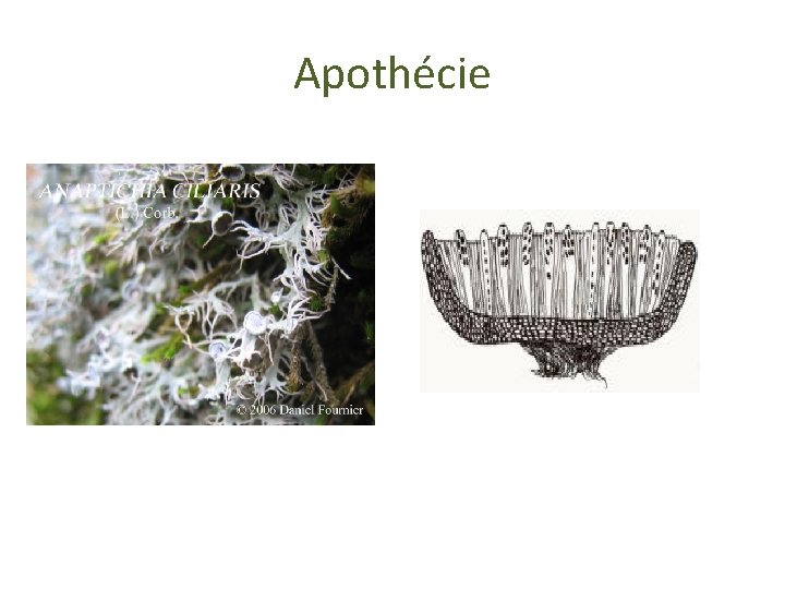 Apothécie 