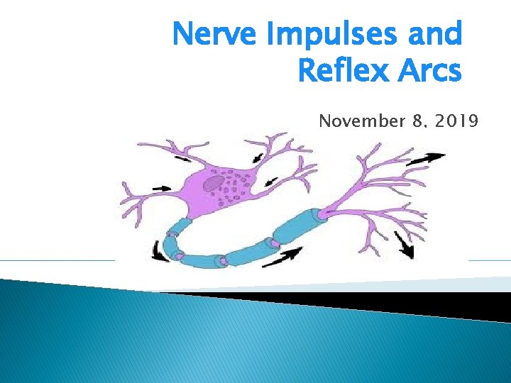 Nerve Impulses and Reflex Arcs November 8, 2019 