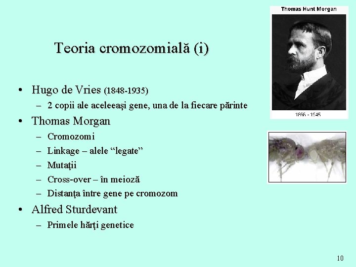 Teoria cromozomială (i) • Hugo de Vries (1848 -1935) – 2 copii ale aceleeaşi