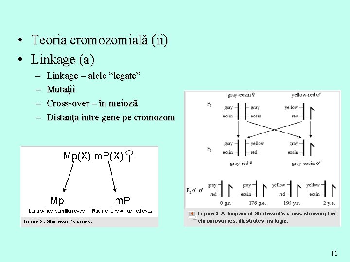  • Teoria cromozomială (ii) • Linkage (a) – – Linkage – alele “legate”