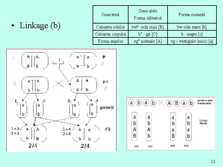 Caracterul • Linkage (b) Gene alele Forma sălbatică Forma mutantă Culoarea ochilor bw+ -