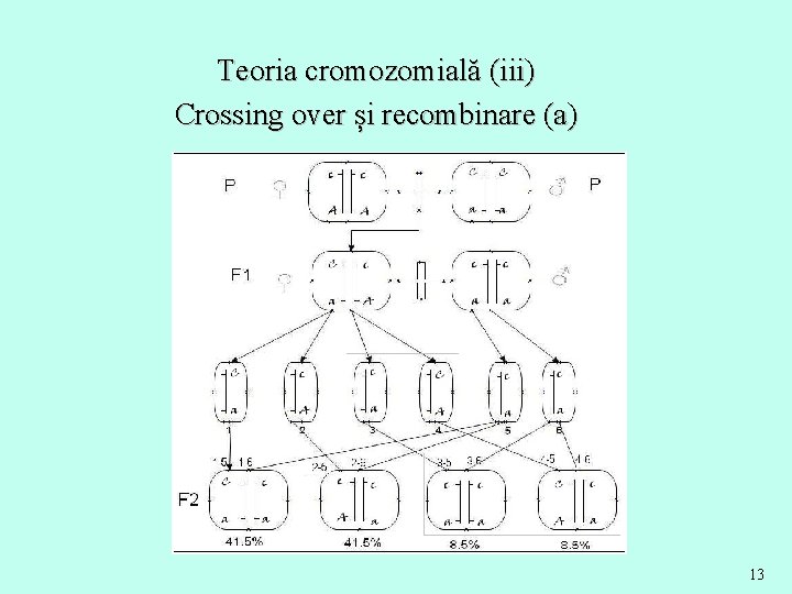 Teoria cromozomială (iii) Crossing over și recombinare (a) 13 