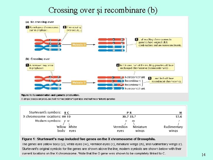 Crossing over și recombinare (b) 14 