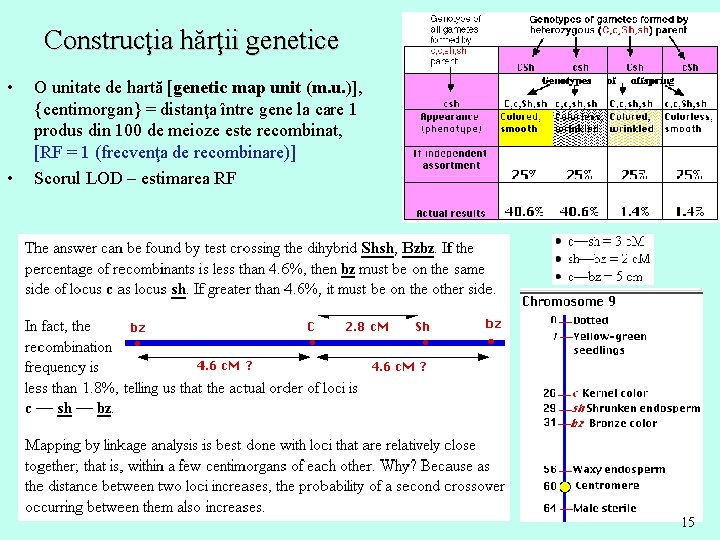 Construcţia hărţii genetice • • O unitate de hartă [genetic map unit (m. u.
