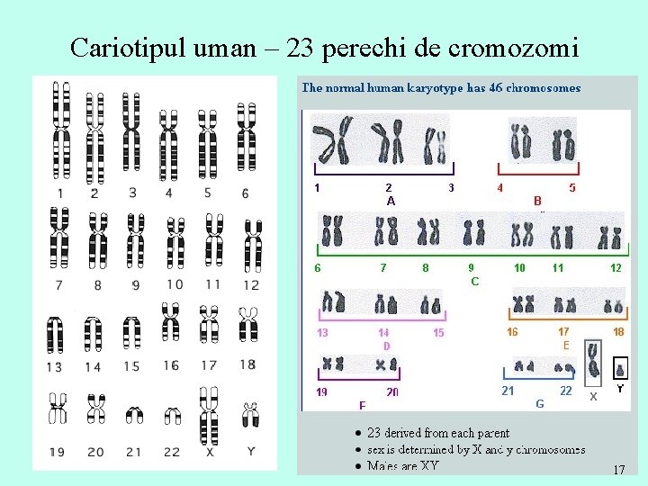 Cariotipul uman – 23 perechi de cromozomi 17 